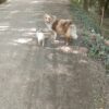 Garde de vos.compagnons